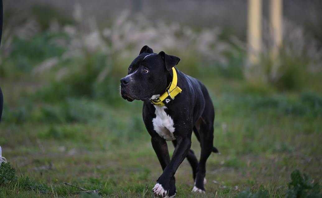 Narcos - 24650 Narcos - 24650