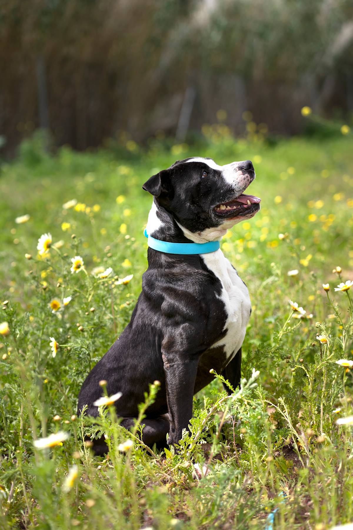 Bipo - 23282 Bipo - 23282