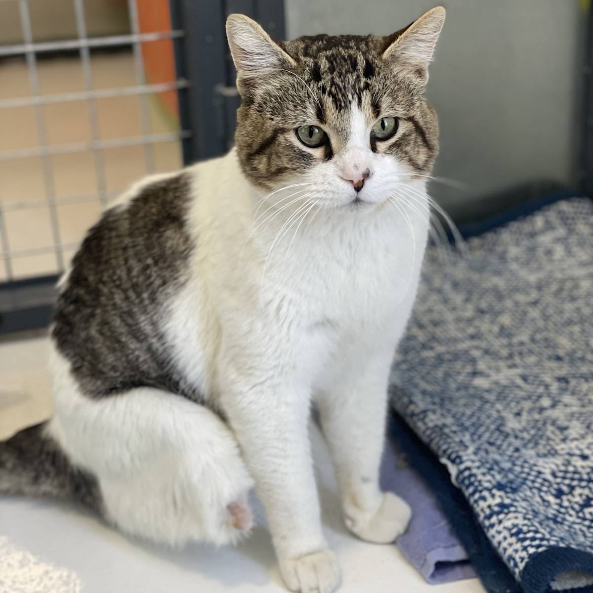 Beany - G30357 Beany - G30357