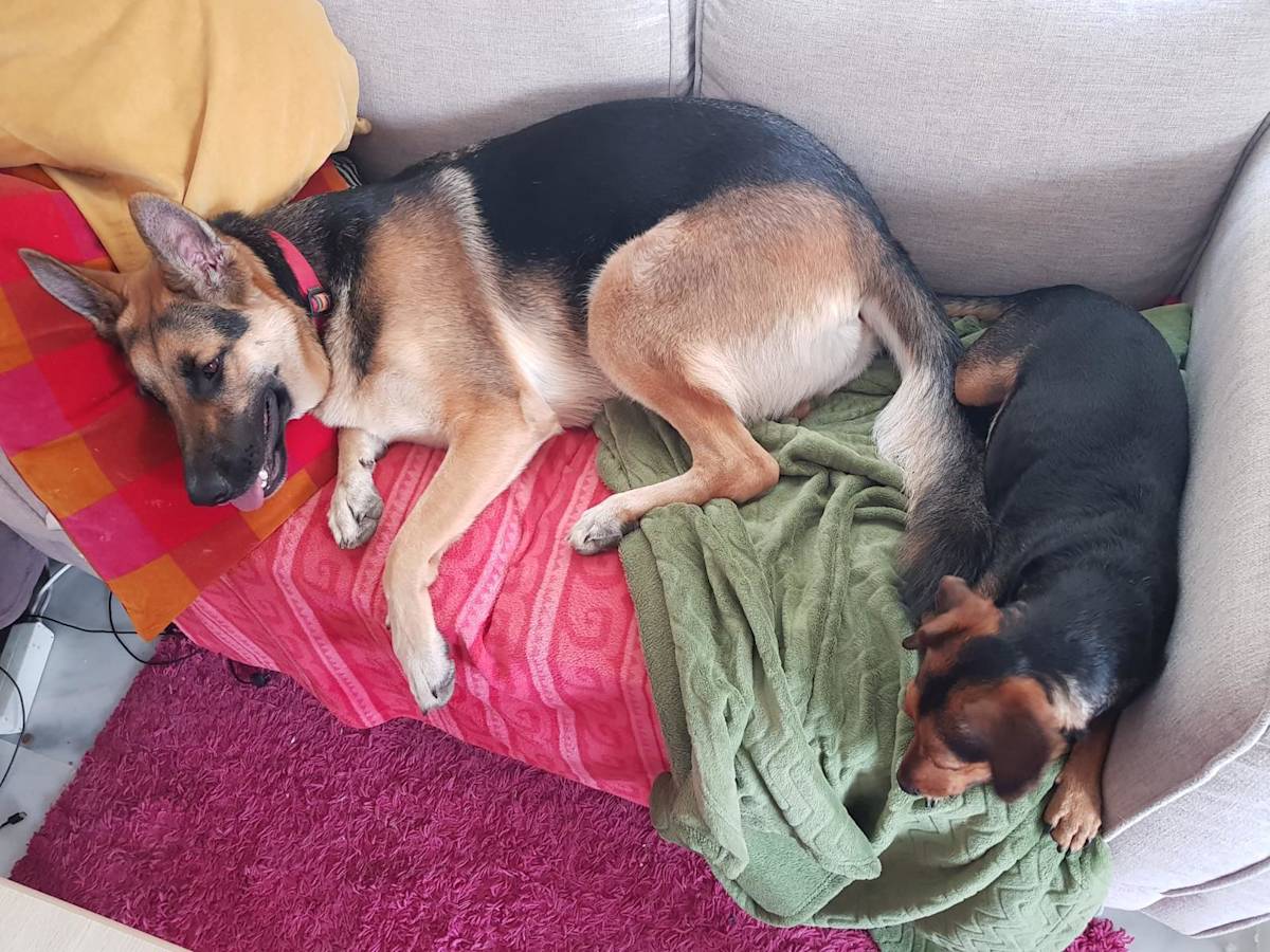 Peanut - 28731 Peanut - 28731