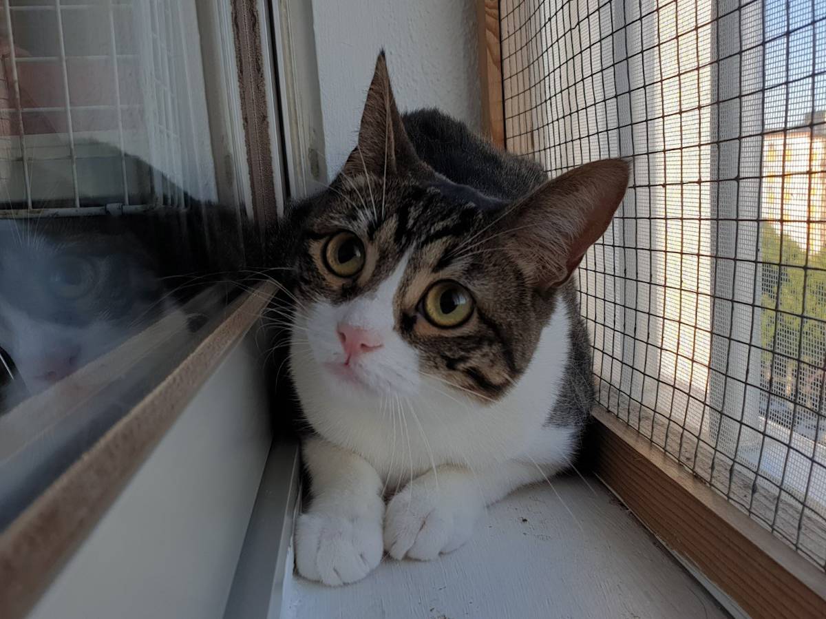 Sora - G1450 Sora - G1450