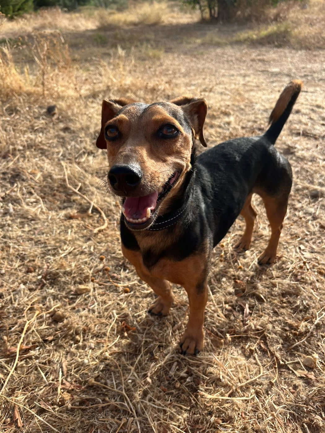 Peanut - 28731 Peanut - 28731