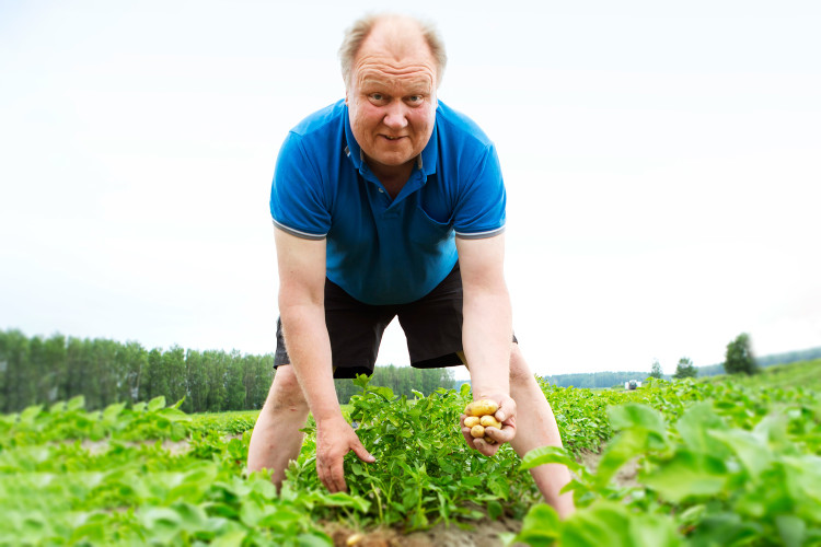 Perunanviljelijä Kaj Berglund tarkastelemassa satoa