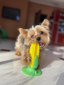 Dog Chew Toy