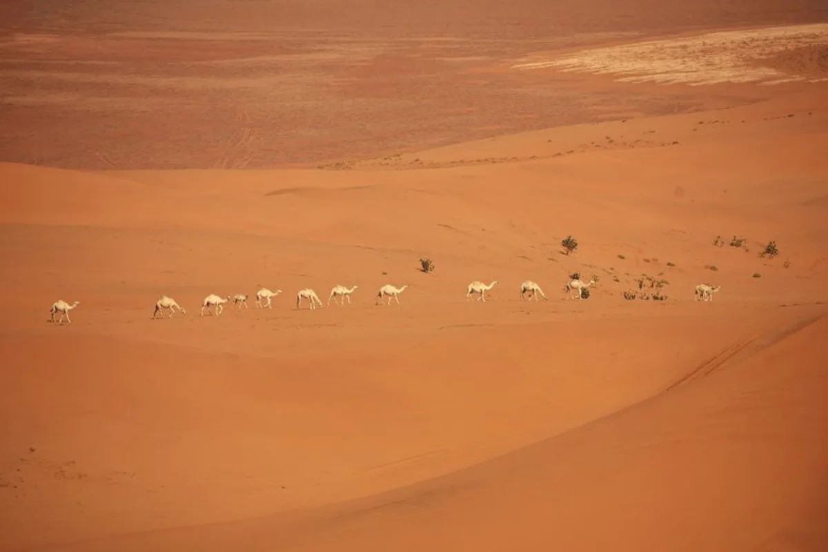 This photograph shows dromedary camels during Stage 8 of the Dakar Rally 2025, between Al Duwadimi and Riyadh, Saudi Arabia, on January 13, 2025.  Valery HACHE / AFP