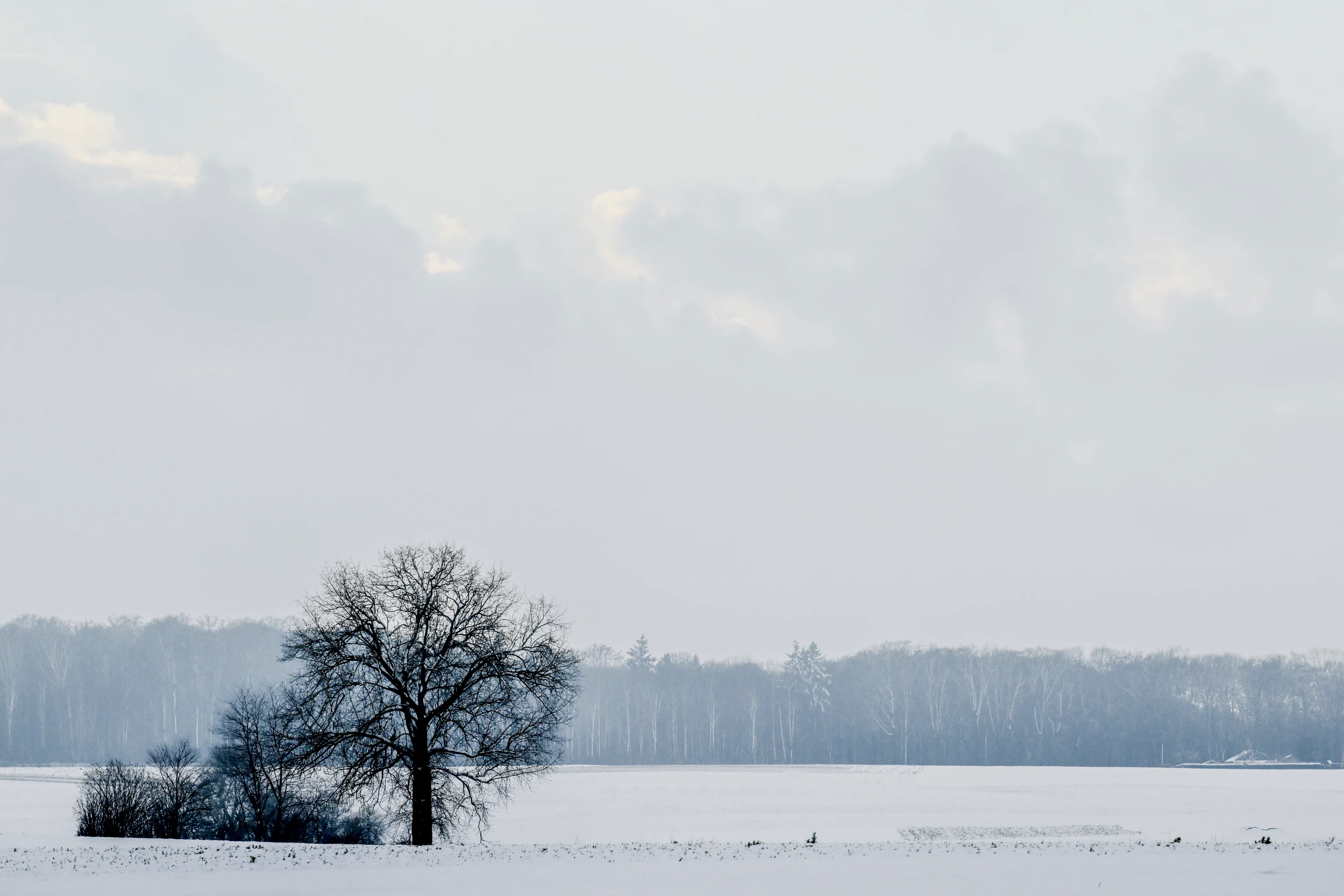 A landscape with snow as Belgium is having snowy winter weather today, in Bertem, Thursday 09 January 2025. BELGA PHOTO DIRK WAEM