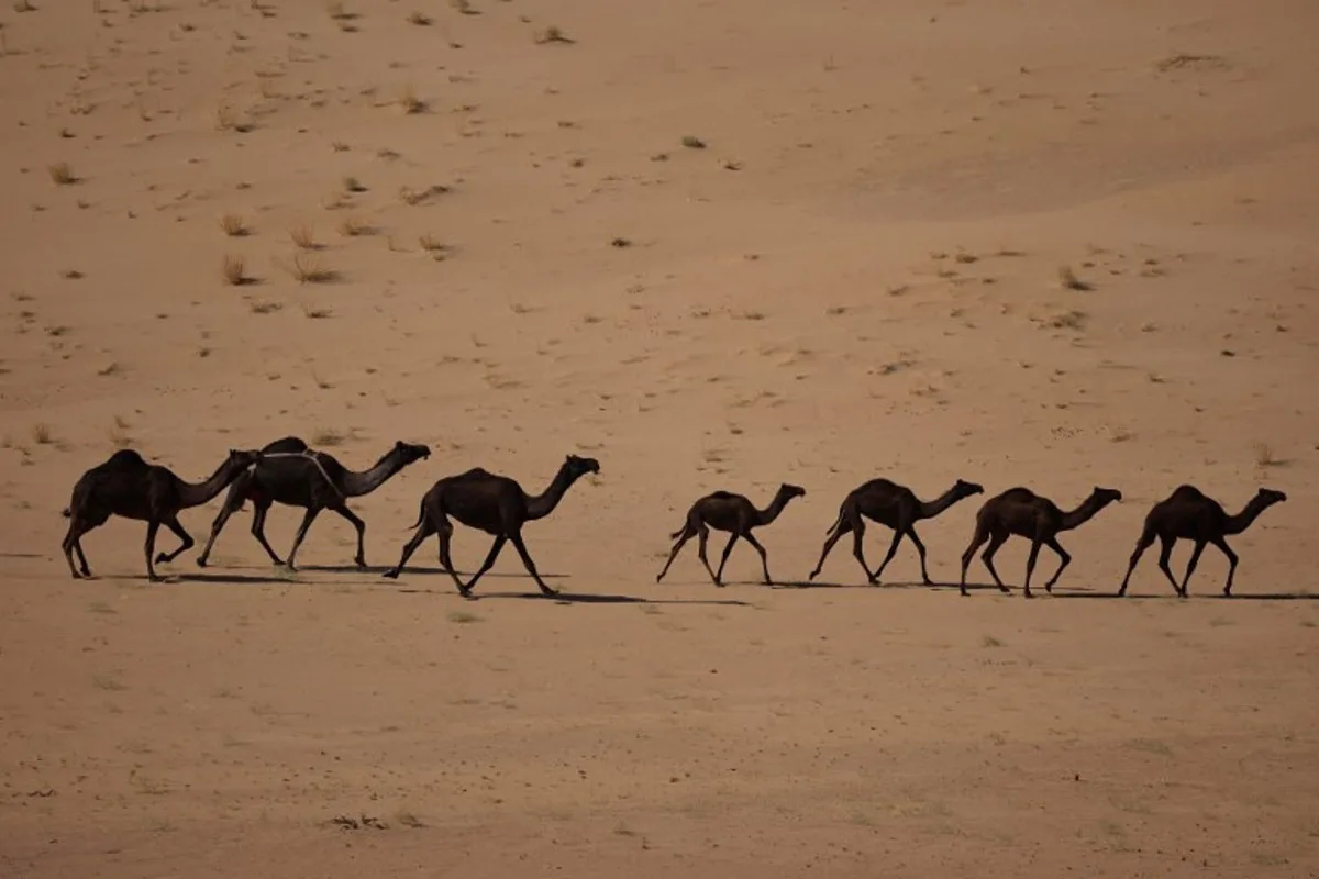 Arabian camels walk along the desert during stage 2 of the Dakar Rally 2025, between Bisha and Bisha, Saudi Arabia, on January 5, 2025.  Valery HACHE / AFP