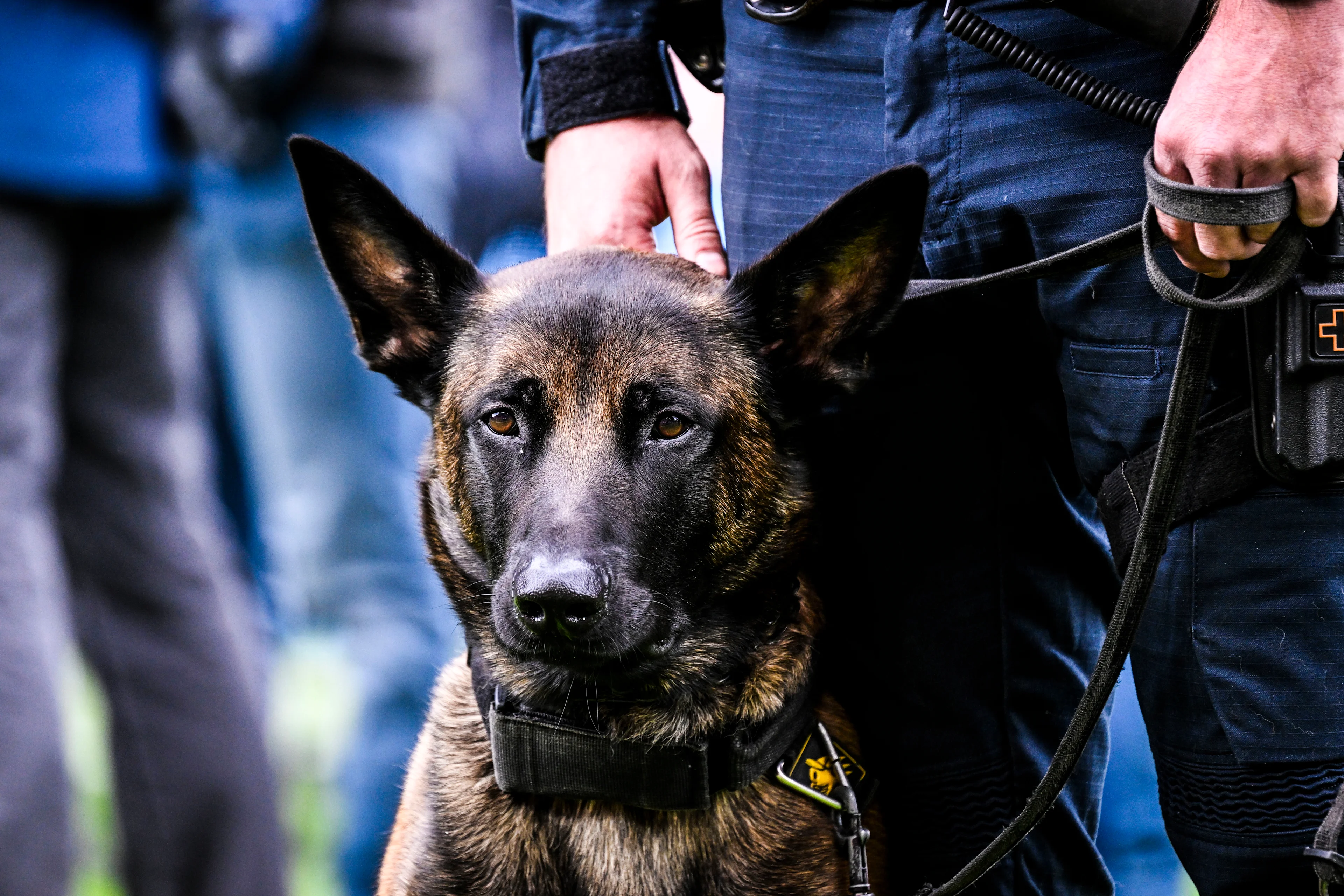 A Police dog pictured after a soccer match between Royal Antwerp FC and Beerschot VA, Sunday 29 September 2024 in Antwerp, on day 9 of the 2024-2025 season of the 'Jupiler Pro League' first division of the Belgian championship. BELGA PHOTO TOM GOYVAERTS