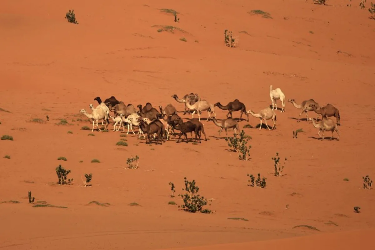 This photograph shows dromedary camels during Stage 8 of the Dakar Rally 2025, between Al Duwadimi and Riyadh, Saudi Arabia, on January 13, 2025.  Valery HACHE / AFP