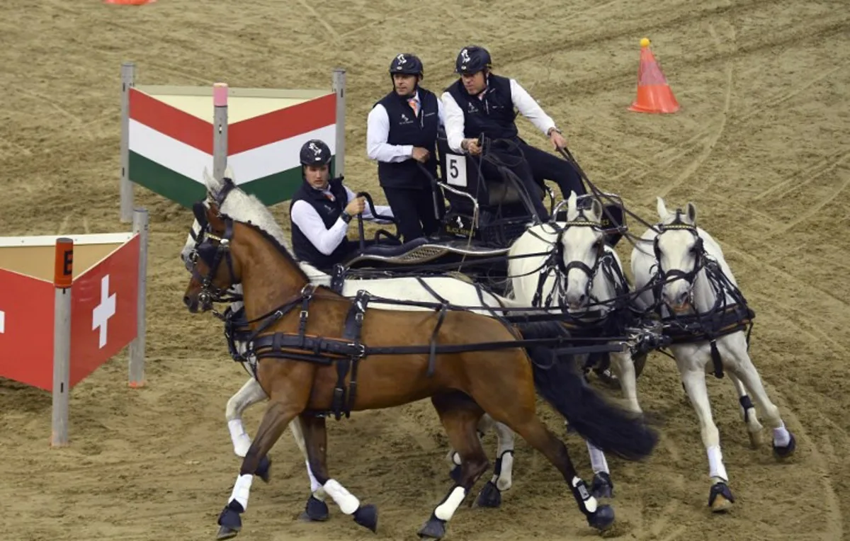 Dutch horse-driver Ijsbrand Chardon (R) drives the four-hourse carriage during the FEI World Cup Driving series event in Budapest at Papp Laszlo Arena on December 2, 2017.   ATTILA KISBENEDEK / AFP