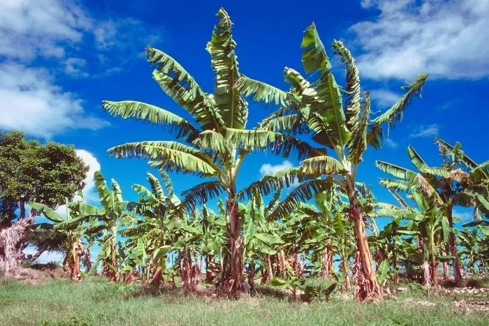 Musée de la banane de Guadeloupe
