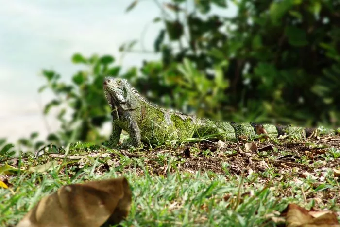 L'iguane de Guadeloupe
