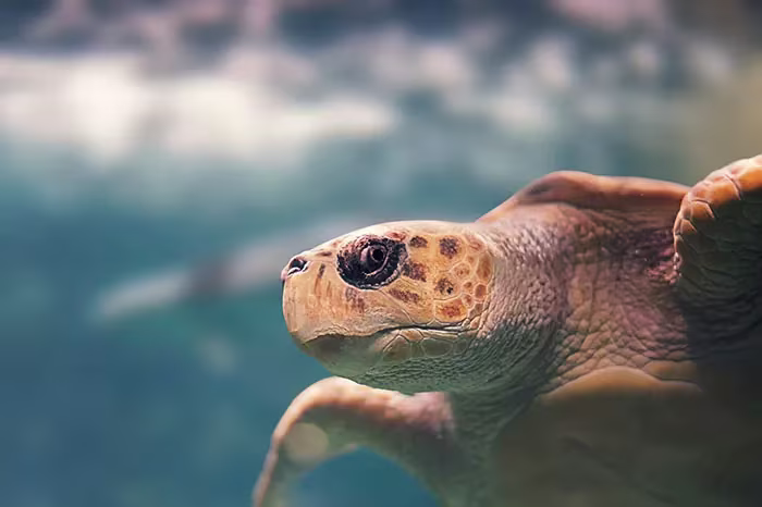 tortue guadeloupe snorkeling