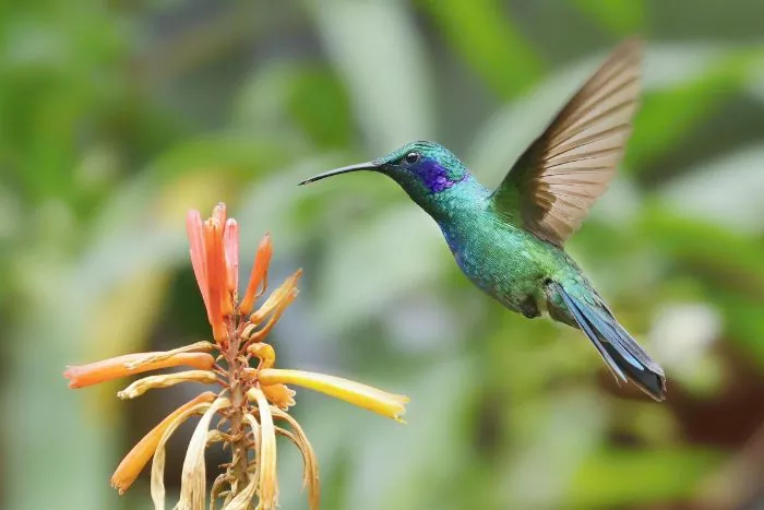 Le colibri de Guadeloupe