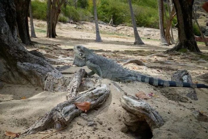 iguane-saintes-guadeloupe