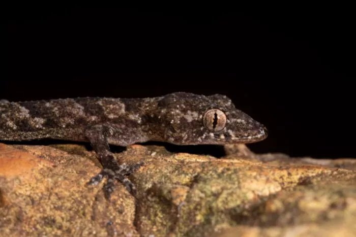 Le mabouya de Guadeloupe