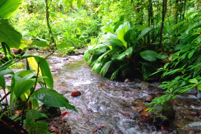 riviere saison des pluies guadeloupe
