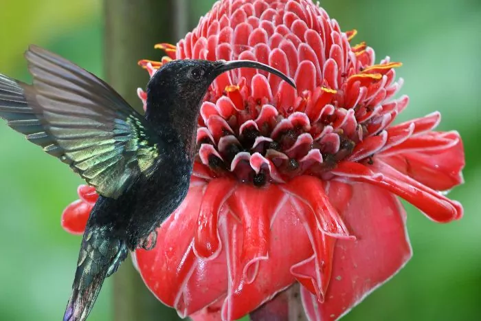 colibri madere guadeloupe
