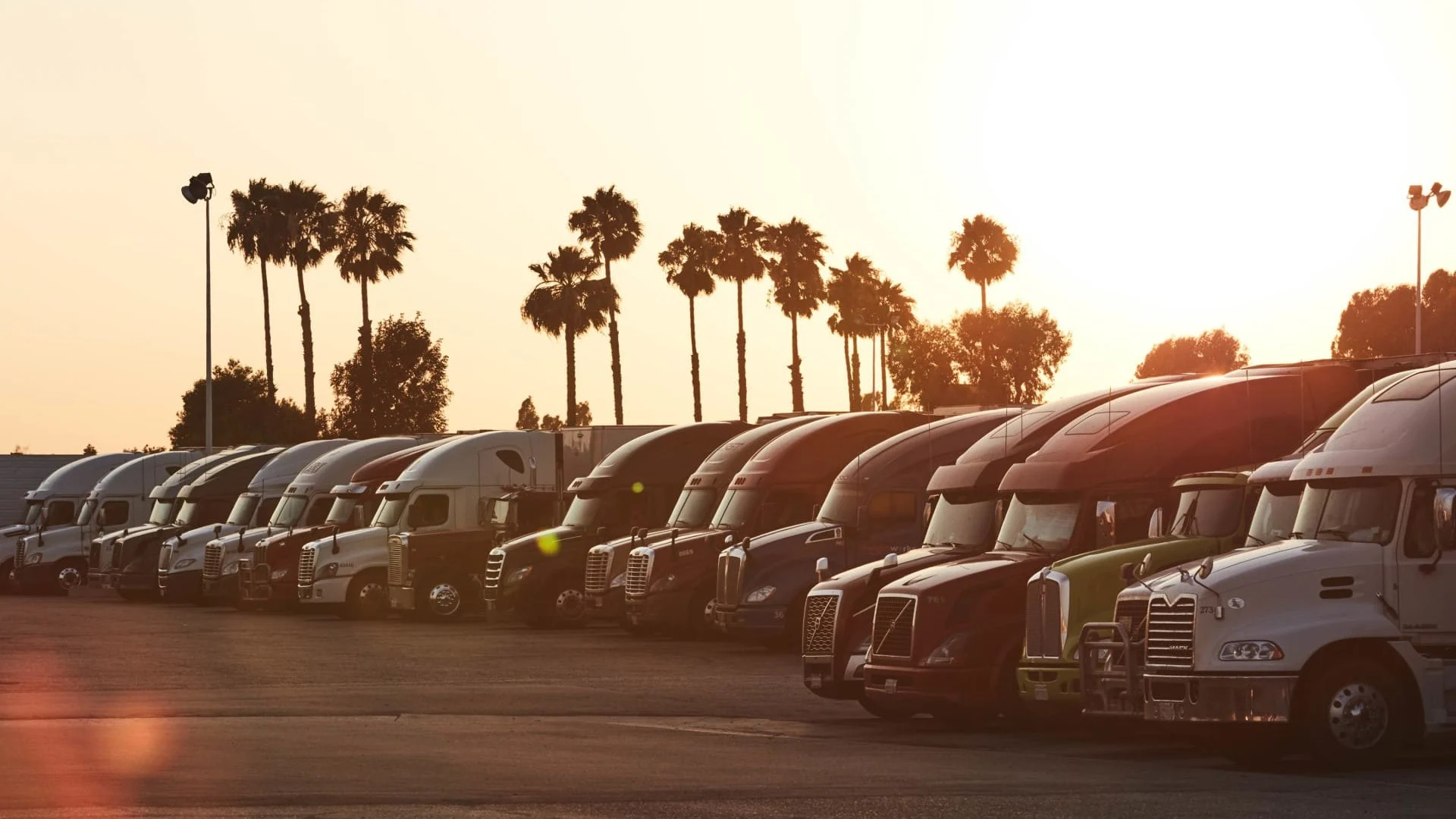 Row of trucks by palm trees.