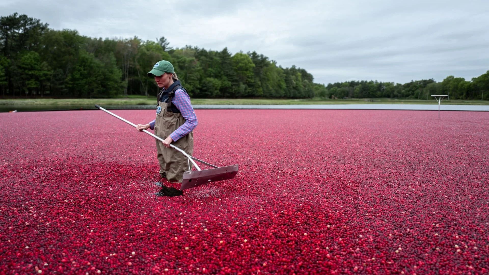 Cranberry field.