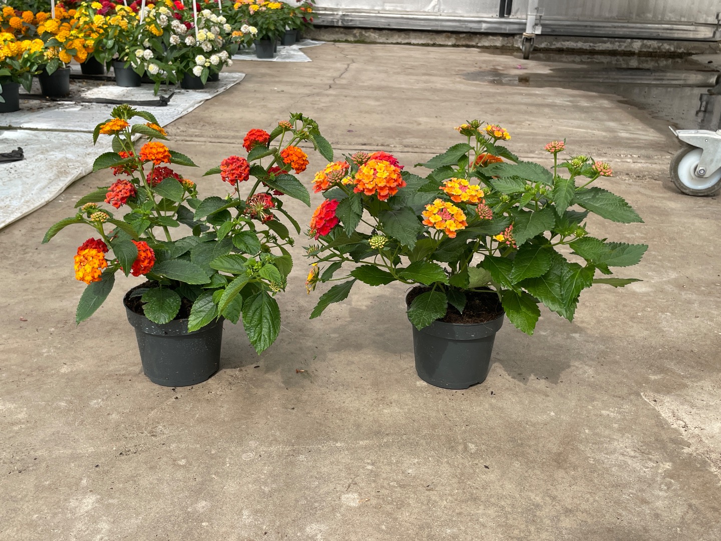Lantana Solutions | Florensis