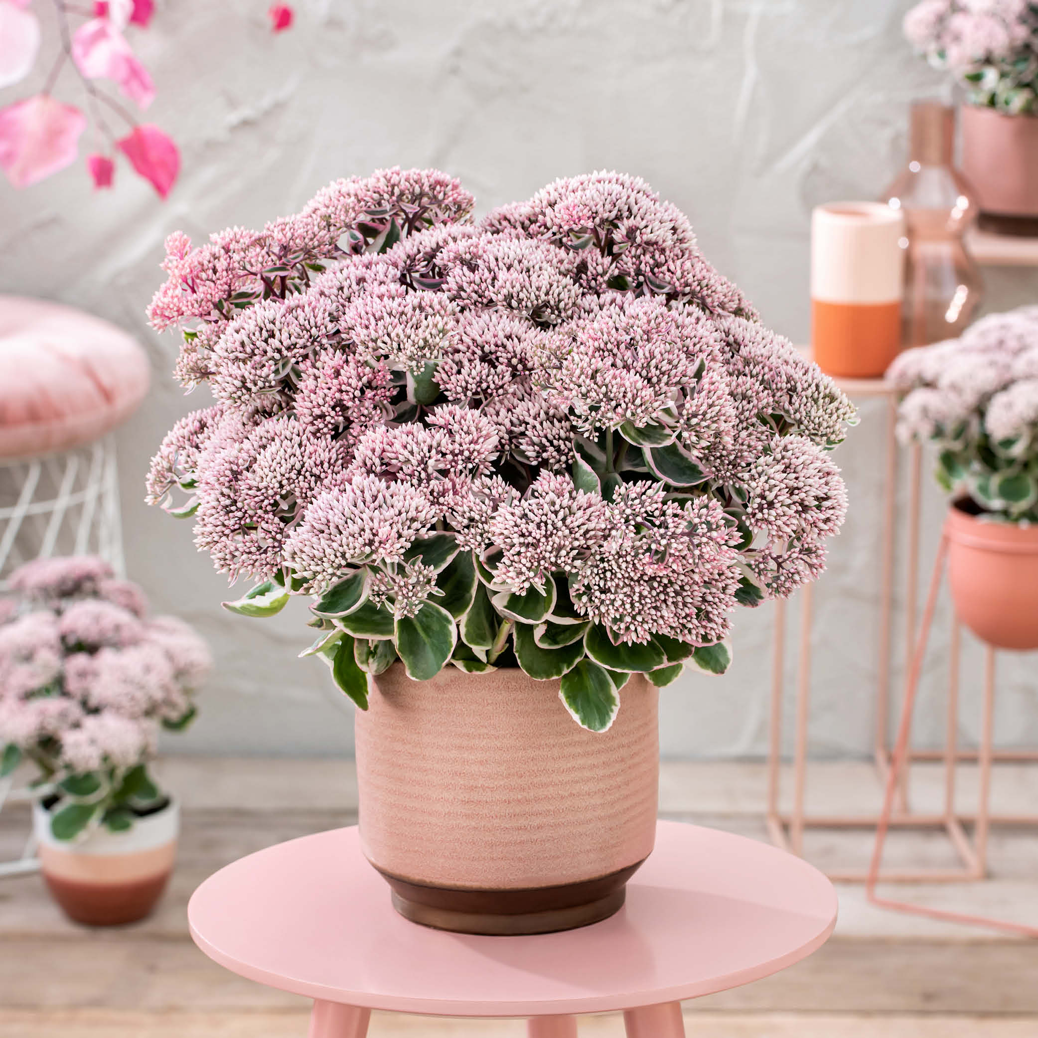 Sedum telephium La Vie en Rose | Florensis