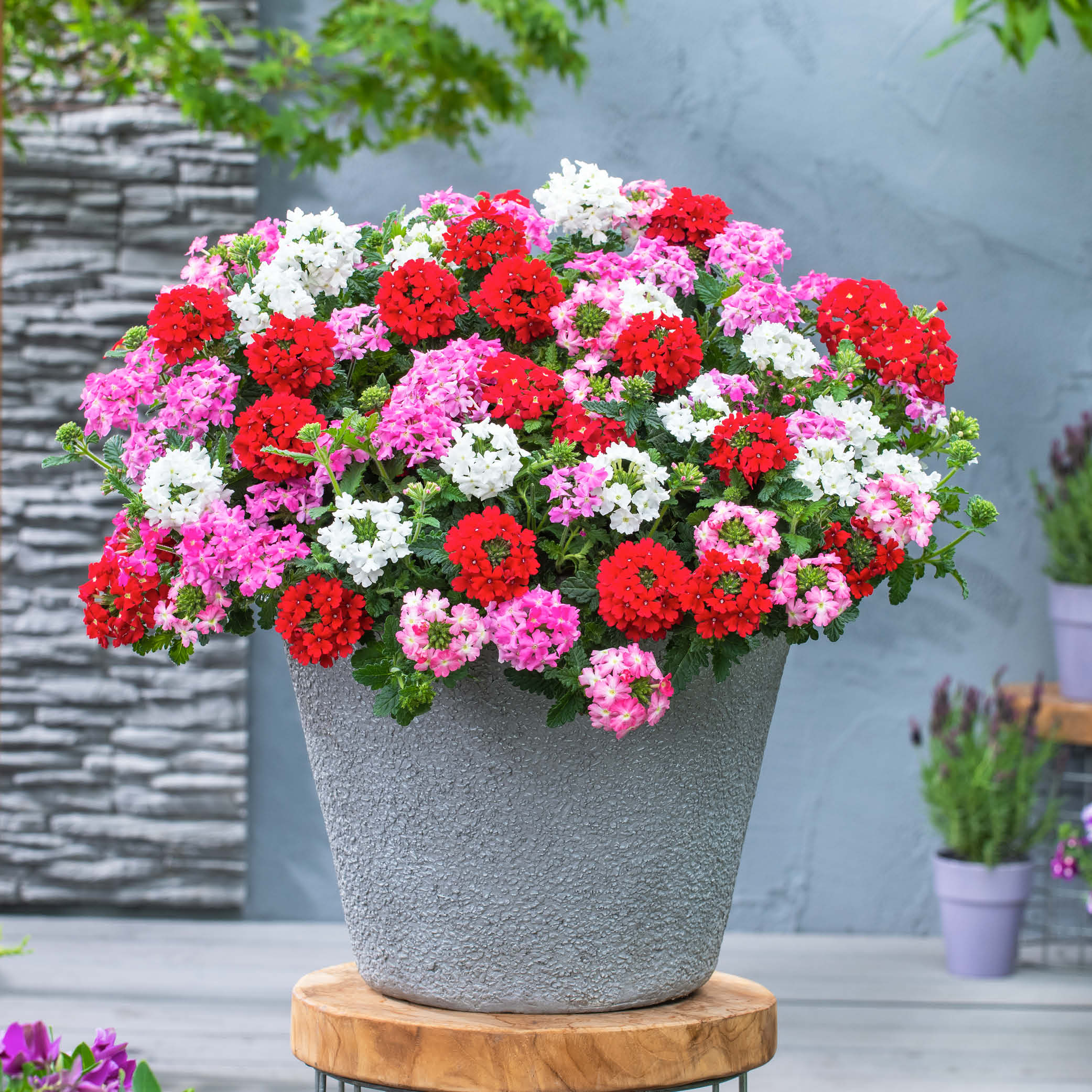 Verbena peruviana | Florensis