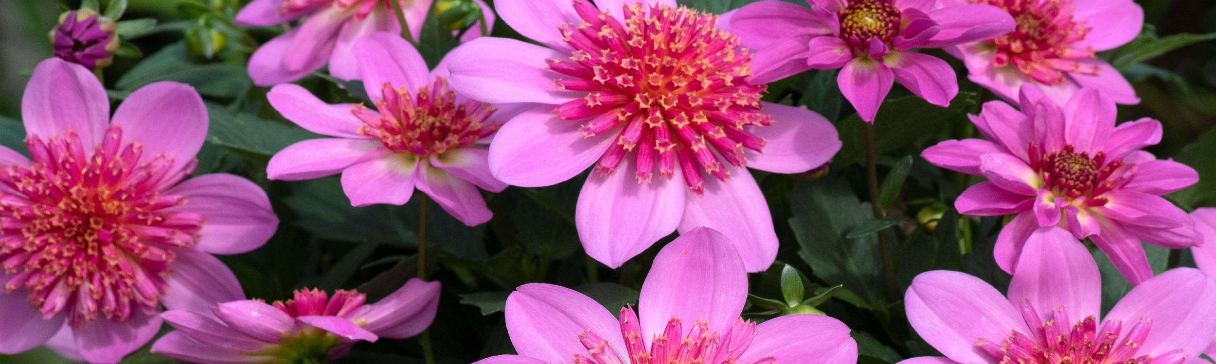 0613-15 dahlia専用 Dahlia | Florensis