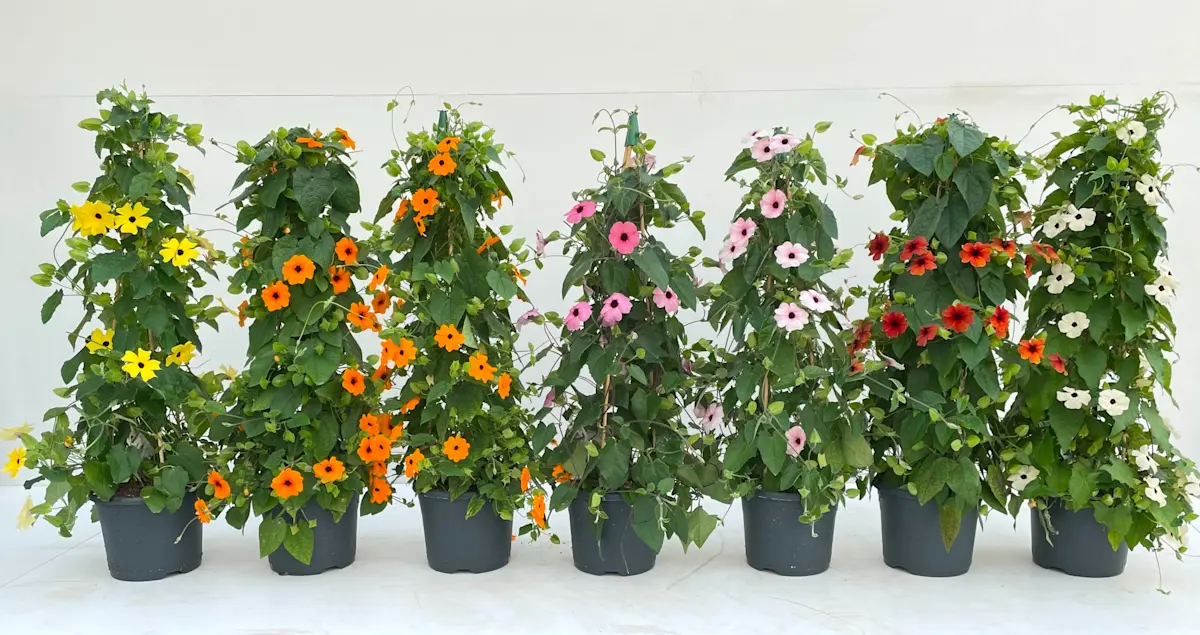 The eyes are looking at you! High series uniformity of Thunbergia SunEyes. The picture is taken in week 17 at the Florensis Pack Trials in Hendrik-Ido-Ambacht, The Netherlands.
