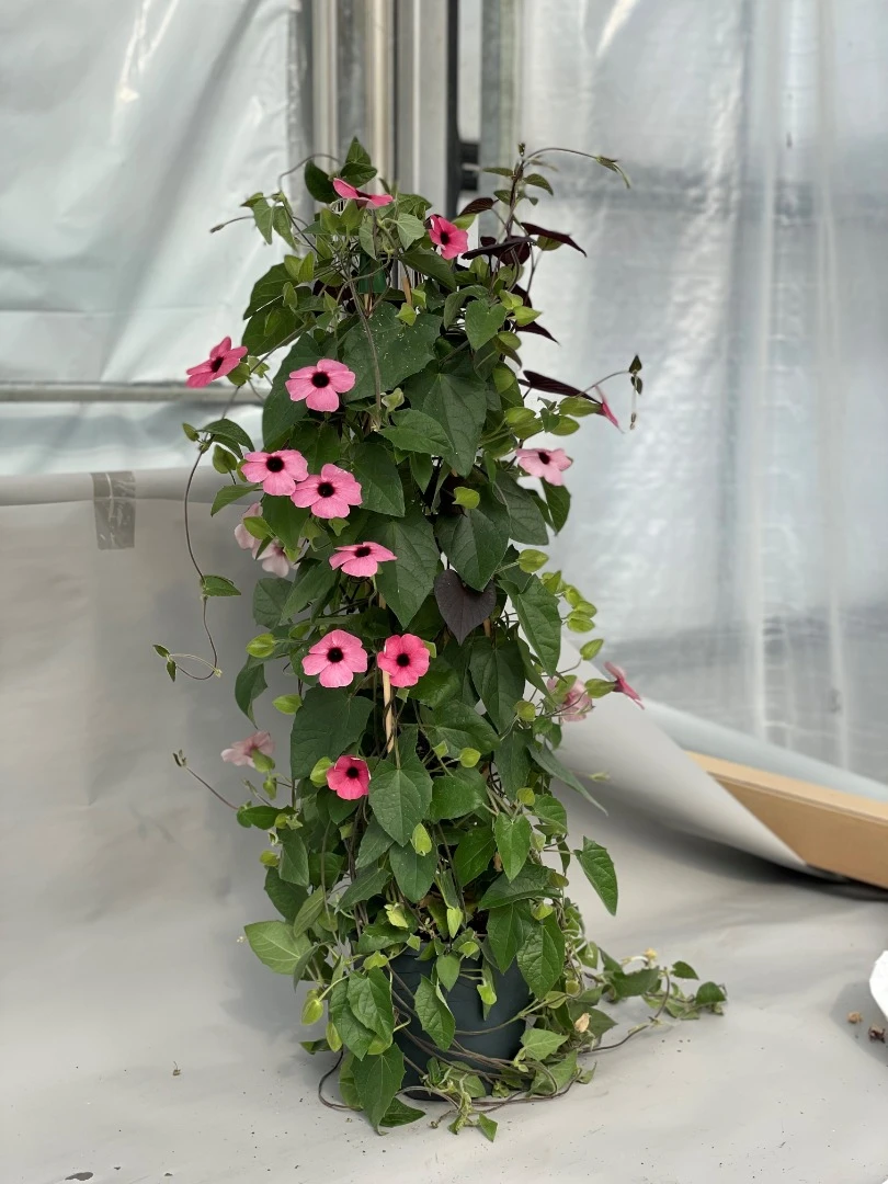 Beautiful addition: SunEyes Terracotta and Rose Sensation in a Vertical MixMasters® combination in a3 liter container. The picture is taken in week 16 at the Florensis Pack Trials in Hendrik-Ido-Ambacht, The Netherlands.