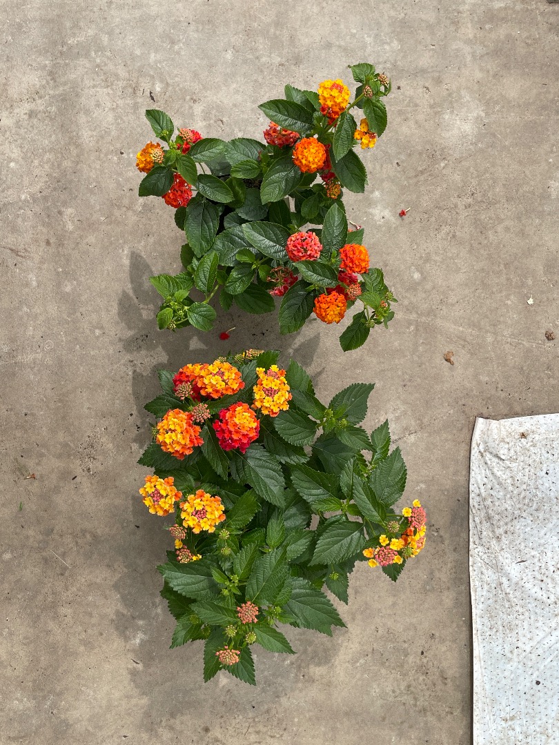 Lantana Solutions | Florensis