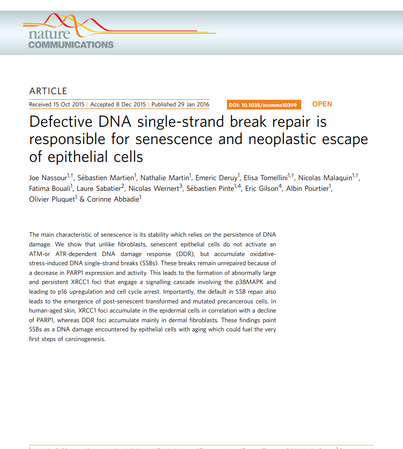 Defective DNA single-strand break repair is responsible for senescence and neoplastic escape of epithelial cells