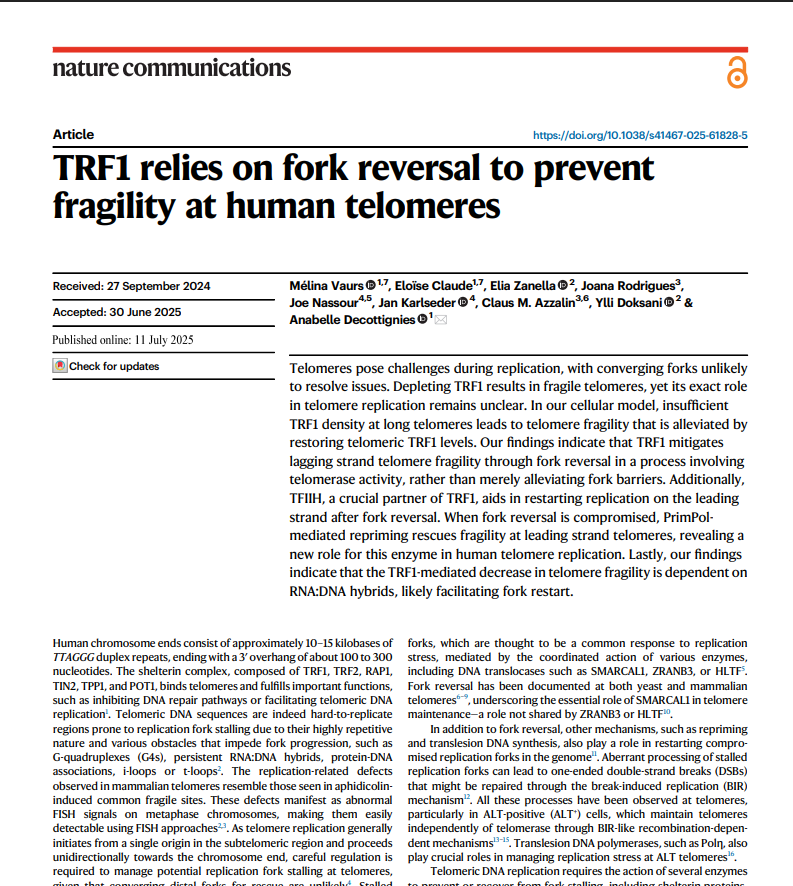 TRF1 relies on fork reversal to prevent fragility at human telomeres