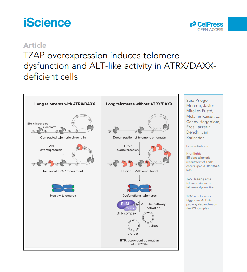 TZAP overexpression induces telomere dysfunction and ALT-like activity in ATRX/DAXX-deficient cells