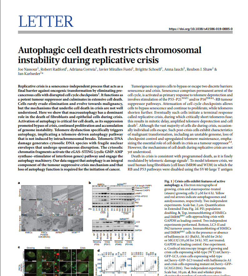 Autophagic cell death restricts chromosomal instability during replicative crisis