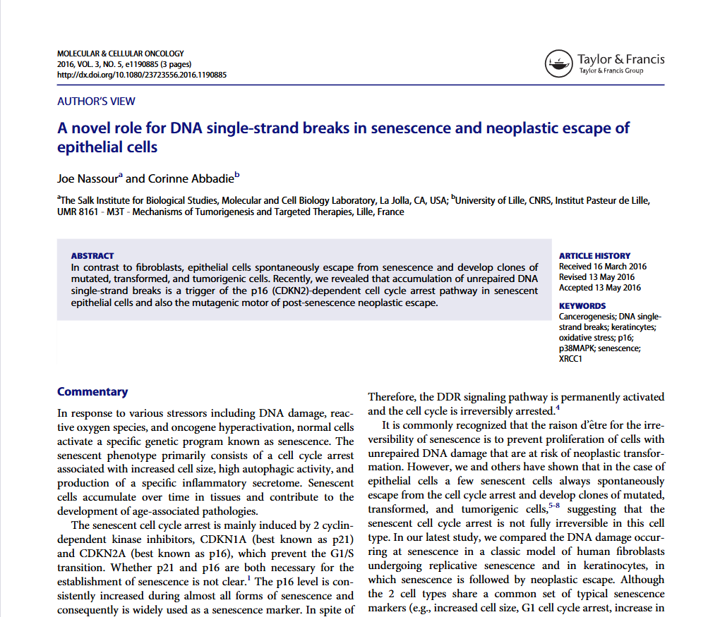A novel role for DNA single-strand breaks in senescence and neoplastic escape of epithelial cells