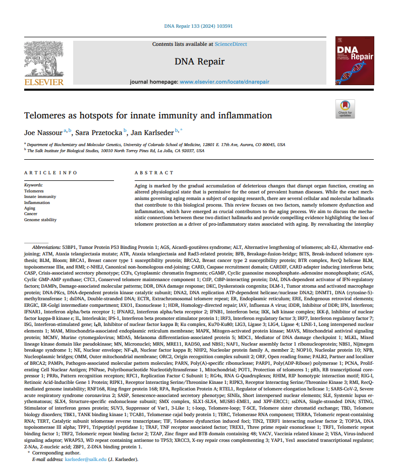 Telomeres as hotspots for innate immunity and inflammation