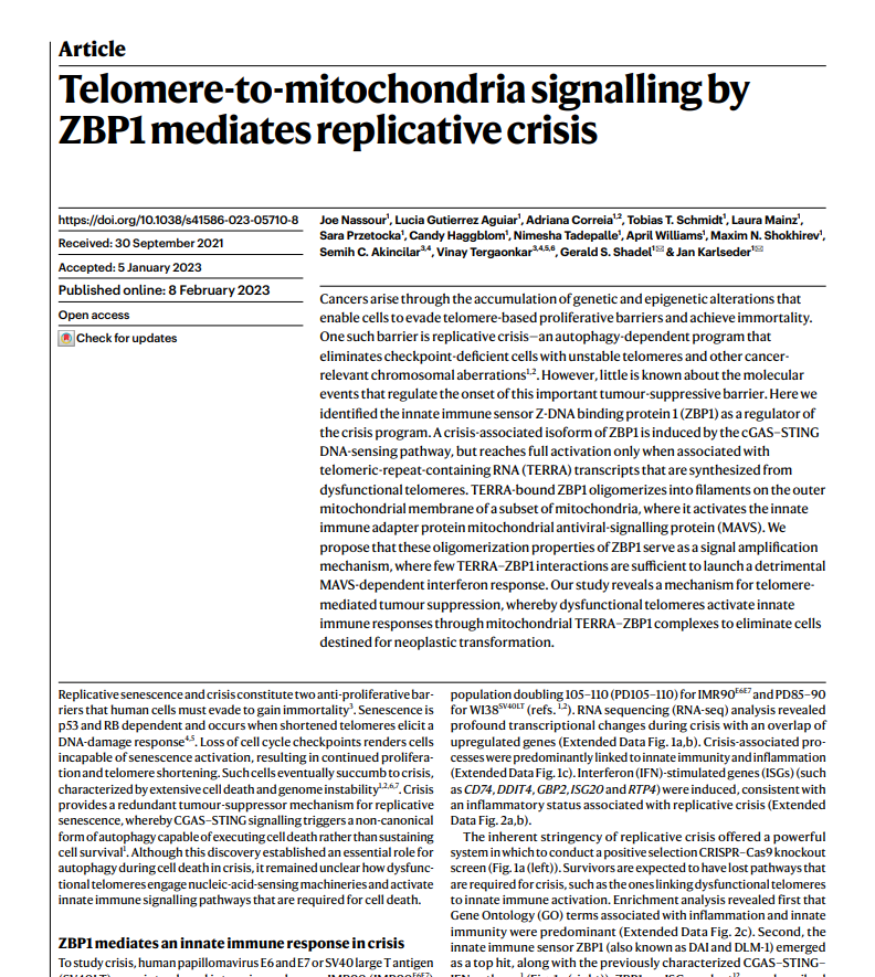 Telomere-to-mitochondria signalling by ZBP1 mediates replicative crisis
