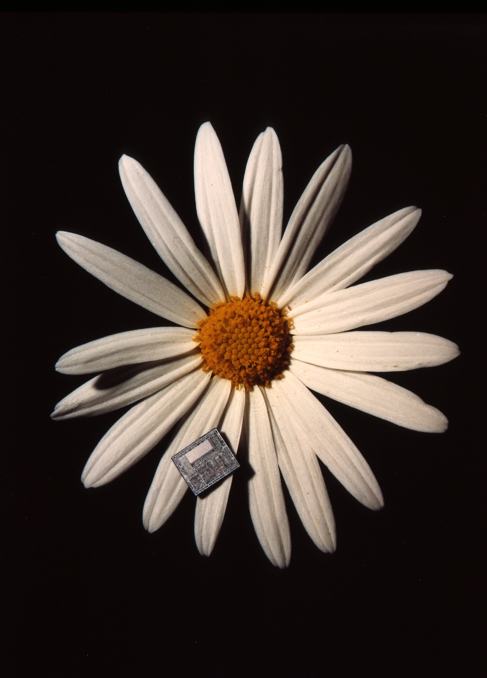 Hank Blume, an early team lead in Intel microcontroller development, recalled that demand for the new devices was extraordinary: "It was one of those products we just couldn't make enough of." 