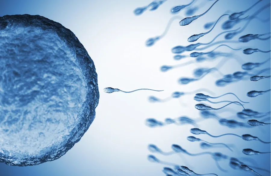 A group of sperm swimming towards an egg.