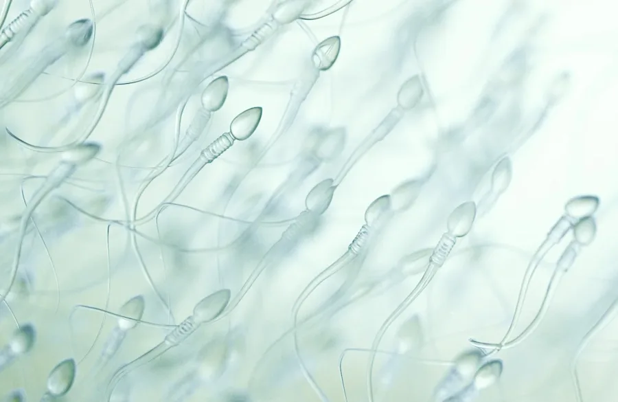 Sperm swimming.