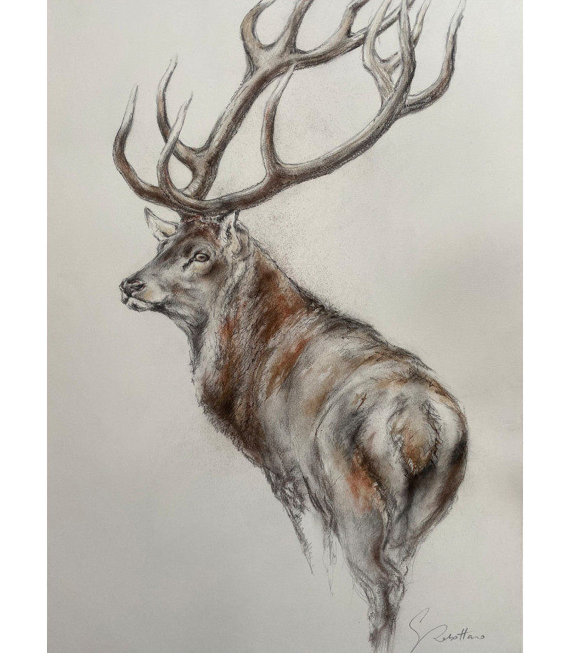 dessin-aquarelle-cerf-profil-rebottaro