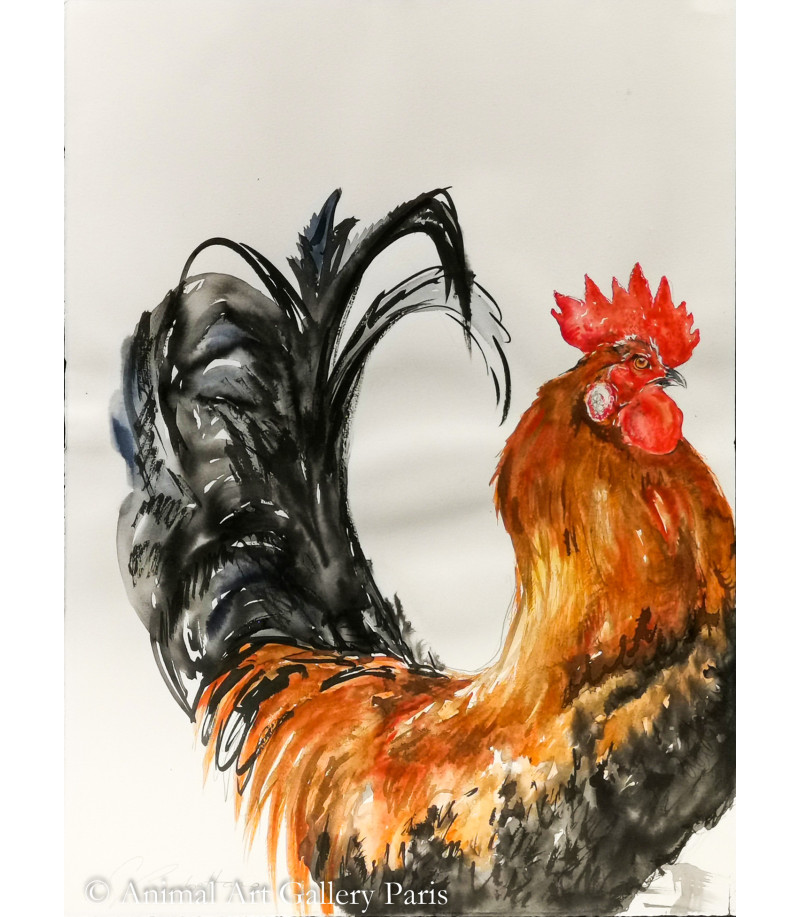 Dessin-aquarelle-coq-rouge-rebottaro