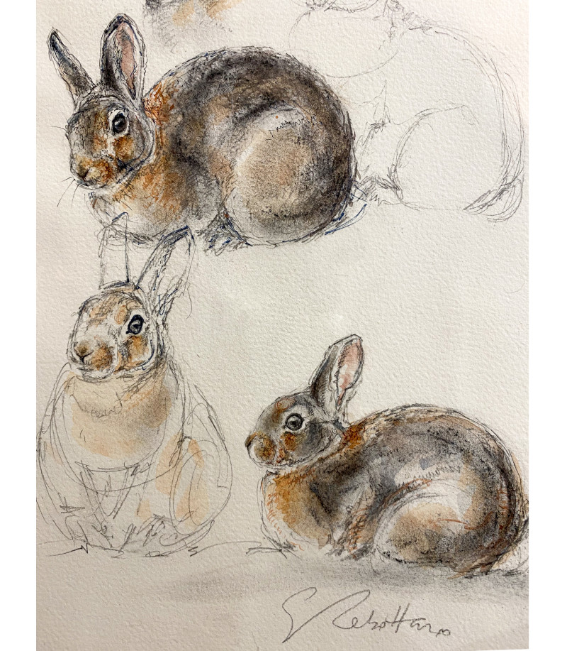 dessin-aquarelle-etude-de-lapin-rebottaro-2