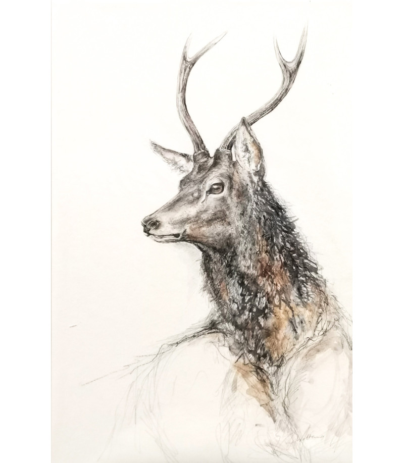 dessin-aquarelle-cerf-daguet-rebottaro