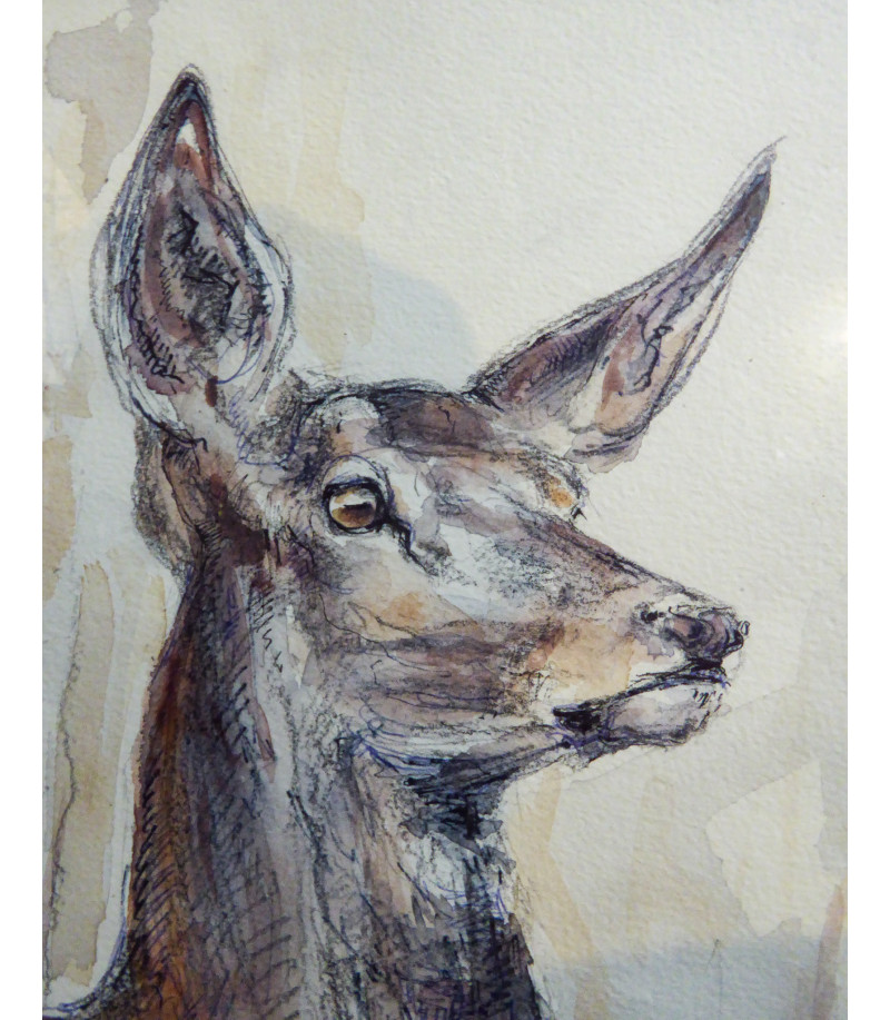 dessin-aquarelle-biche-rebottaro-2