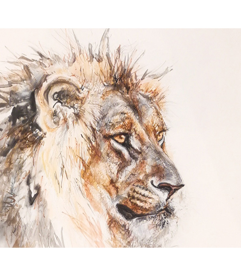 dessin-aquarelle-lion-5-rebottaro-2