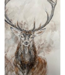 dessin-aquarelle-cerf-face-estelle-rebottaro-hp