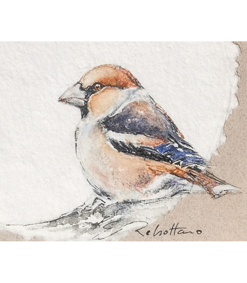 dessin-aquarelle-oiseau-grosbec-casse-noyaux-rebottaro-2