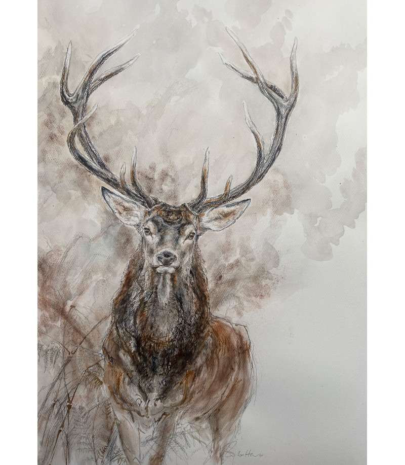 dessin-aquarelle-cerf-face-estelle-rebottaro-2